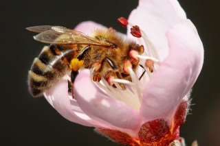 Bee_pollinating_peach_flower.jpg