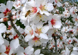 Honeybee-on-flowering-tree.jpg